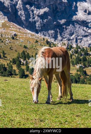 Bellissimo cavallo bruno con criniera bianca che pascolava sul verde prato alpino. Cavallo al pascolo estivo. Foto di alta qualità. Foto Stock