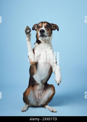 Posa di cani di razza mista addestrati, Studio sparato al blu. Un affascinante canino con un'espressione vivace siede in posizione eretta, frontali sollevate Foto Stock