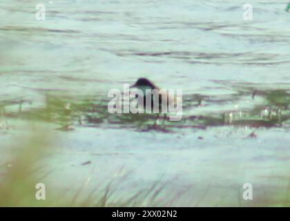 Red-kneed Dotterel (Erythrogonys cinctus) Aves Foto Stock