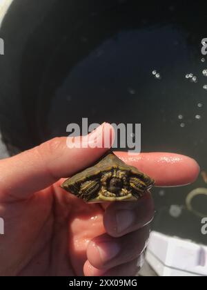 Texas Map Turtle (Graptemys Versa) Reptilia Foto Stock