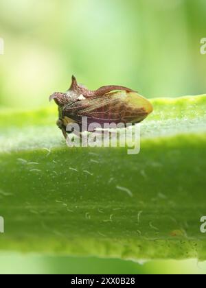 Tramoggia a tre corna (Acanthuchus trispinifer) Insecta Foto Stock