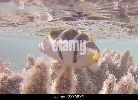 Blacksaddle Toby (Canthigaster valentini) Actinopterygii Foto Stock