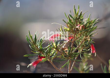 crimson turkey Bush (Eremophila latrobei) Plantae Foto Stock