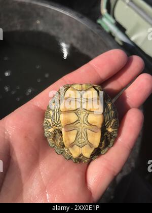 Texas Map Turtle (Graptemys Versa) Reptilia Foto Stock