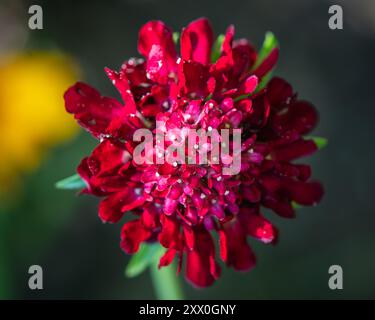 Sopra la vista del fiore rosso del re del fuoco Scabiosa Foto Stock