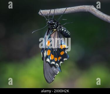 Una farfalla Pipevine Swallowtail aggrappata ad un ramo dopo essere emersa recentemente dalla crisalide. Foto Stock