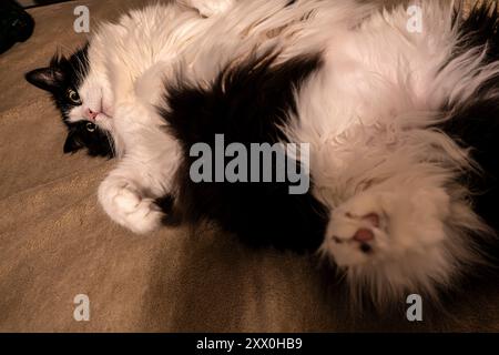 Tuxedo Black and White gatto domestico dai capelli lunghi in una posa sciocca sulla schiena Foto Stock