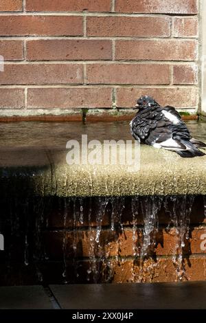 Wet Domestic Pigeon, Columba livia domestica, fare un bagno in una fontana del Greenwich Village, New York, New York, Stati Uniti Foto Stock