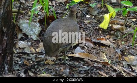 Great Tinamou (Tinamus Major) Aves Foto Stock