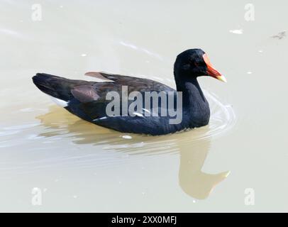 Gallinule comune, Gallinule d'Amérique, Gallinula galeata cachinnans, vízityúk, isola Isabela, Galápagos, Ecuador, Sud America Foto Stock