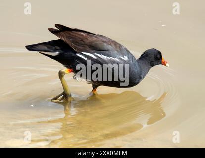 Gallinule comune, Gallinule d'Amérique, Gallinula galeata cachinnans, vízityúk, isola Isabela, Galápagos, Ecuador, Sud America Foto Stock