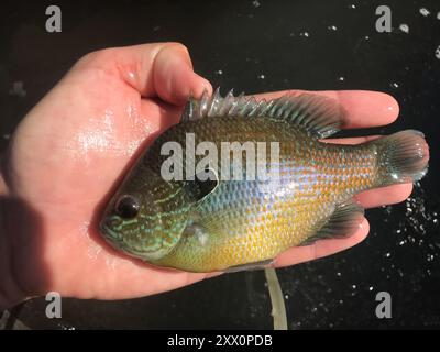 Longear Sunfish Complex (Lepomis megalotis) Actinopterygii Foto Stock