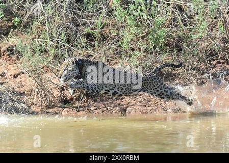 jaguar maschile in pieno sprint inseguendo caiman Foto Stock