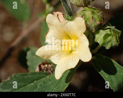 Iuta cubana (Sida rhombifolia) Plantae Foto Stock