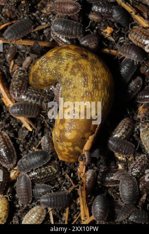 Green Cellar Slug (Limacus maculatus) Mollusca Foto Stock