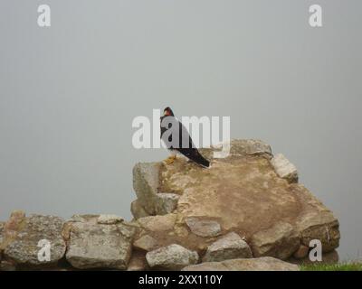 Monte Caracara (Daptrius megalopterus) Aves Foto Stock