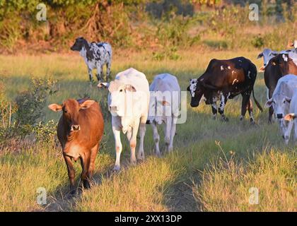 Bestiame Brahman nel sud di Pantanal, Brasile Foto Stock