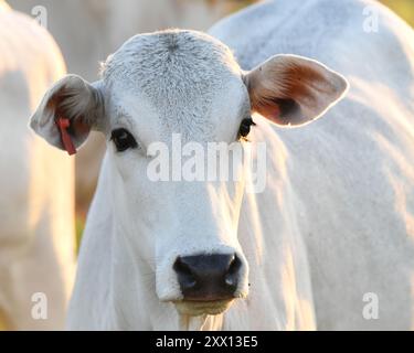 Bestiame Brahman nel sud di Pantanal, Brasile Foto Stock