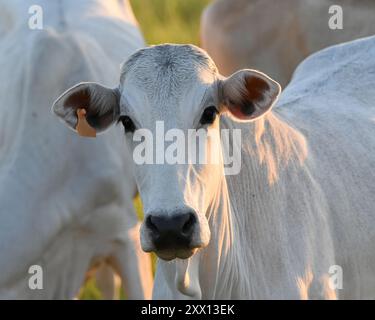 Bestiame Brahman nel sud di Pantanal, Brasile Foto Stock