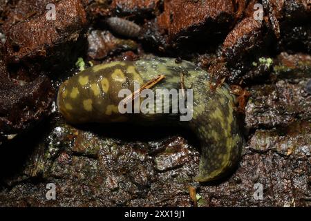 Green Cellar Slug (Limacus maculatus) Mollusca Foto Stock