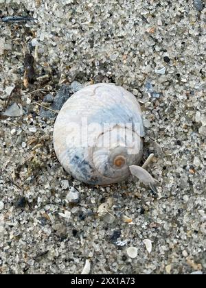 Shark Eye (Neverita duplicata) Mollusca Foto Stock