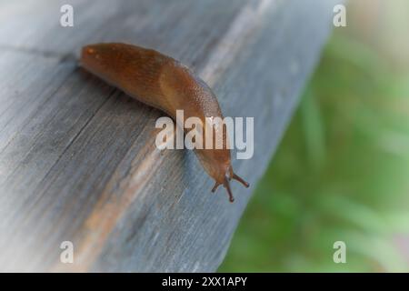 Ambigolimax valentianus (noto anche come Lehmannia valentiana) è una specie di lumaca terrestre, un gasteropode polmonato della famiglia Limacidae. Foto Stock