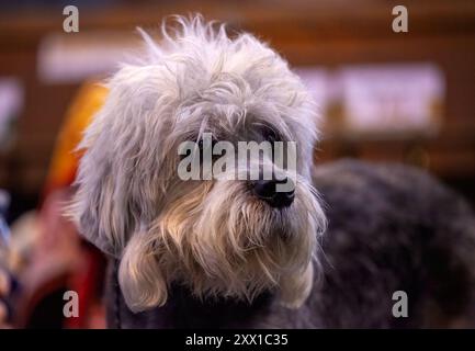 Dandie Dinmont terrier ad una mostra canina Foto Stock