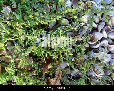 Babington's Orache (Atriplex glabriuscula) Plantae Foto Stock