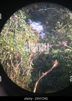 Scoiattolo con panciotto rosso (Sciurus aureogaster) Mammalia Foto Stock