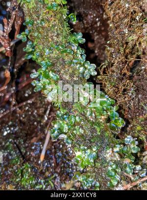 Rhizomnium muschio (Rhizomnium glabrescens) Plantae Foto Stock