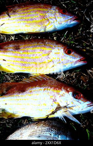 Lane Snapper (Lutjanus synagris) Actinopterygii Foto Stock