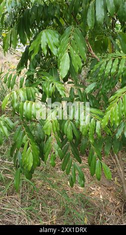 Blackbean (Castanospermum australe) Plantae Foto Stock