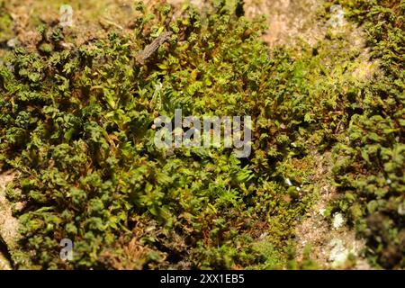 Piano del muschio a vite (Syntrichia latifolia) Foto Stock