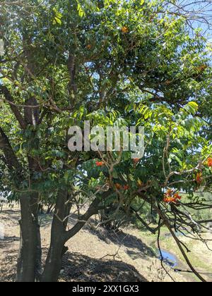 Blackbean (Castanospermum australe) Plantae Foto Stock