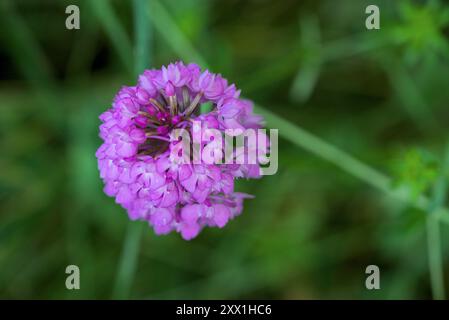 Orchidea piramidale (Anacamptis pyramidalis). Primo piano di orchidee selvatiche europee, macrofotografia Foto Stock
