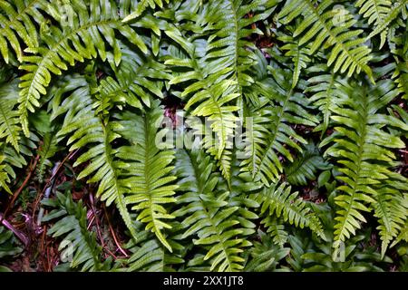 Il Polypodium vulgare (polipodia comune) è una felce sempreverde che si trova in Europa occidentale e Nord Africa su vecchie pareti, scogliere e fessure rocciose. Foto Stock