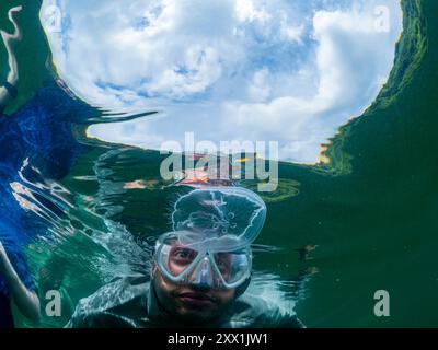 Snorkeling con meduse lunari (Aurelia sp), nel lago Jellyfish, situato sull'isola di EIL Malk, Rock Islands, Palau, Micronesia, Pacifico Foto Stock