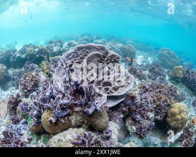 Una miriade di coralli duri e morbidi competono per lo spazio sul substrato di Darwin's Wall, Palau, Micronesia, Pacifico Foto Stock