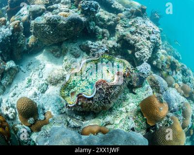 Una vongola gigantesca e una miriade di coralli duri e morbidi gareggiano per lo spazio sul substrato di Darwin's Wall, Palau, Micronesia, Pacifico Foto Stock