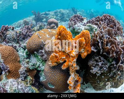 Una miriade di coralli duri e morbidi competono per lo spazio sul substrato di Darwin's Wall, Palau, Micronesia, Pacifico Foto Stock