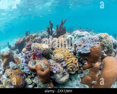 Una miriade di coralli duri e morbidi competono per lo spazio sul substrato di Darwin's Wall, Palau, Micronesia, Pacifico Foto Stock