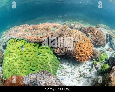 Una miriade di coralli duri e morbidi competono per lo spazio sul substrato del sito di snorkeling noto come via Lattea, Palau, Micronesia, Pacifico Foto Stock