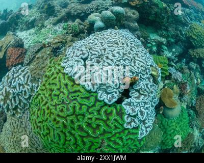 Una miriade di coralli duri e morbidi competono per lo spazio sul substrato del sito di snorkeling noto come via Lattea, Palau, Micronesia, Pacifico Foto Stock