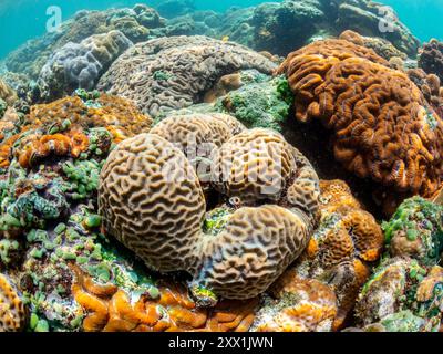 Una miriade di coralli duri e morbidi competono per lo spazio sul substrato del sito di snorkeling noto come via Lattea, Palau, Micronesia, Pacifico Foto Stock