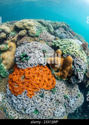 Una miriade di coralli duri e morbidi competono per lo spazio sul substrato del sito di snorkeling noto come via Lattea, Palau, Micronesia, Pacifico Foto Stock