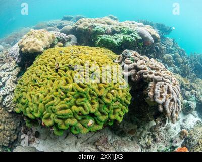 Una miriade di coralli duri e morbidi competono per lo spazio sul substrato del sito di snorkeling noto come via Lattea, Palau, Micronesia, Pacifico Foto Stock