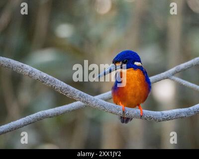 kingfisher azzurro adulto (Ceyx azureus), arroccato a Porosus Creek, Frederick Harbor, Kimberley, Australia Occidentale, Australia, Pacifico Foto Stock