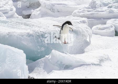 Pinguino di Adelie (Pygoscelis adeliae), nella colonia di riproduzione di Brown Bluff sul lato orientale della penisola antartica, Antartide, regioni polari Foto Stock