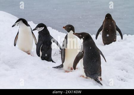 Pinguini di Adelie (Pygoscelis adeliae), con pinguini di cinghiale (Pygoscelis antarctica), su ghiaccio a Booth Island, Antartide, regioni polari Foto Stock