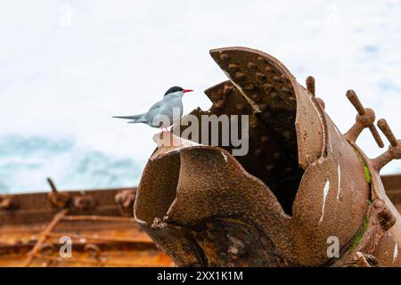 Terna antartica (Sterna vittata), sul relitto del Guvernoren nelle Isole Enterprise, Antartide, Oceano meridionale, regioni polari Foto Stock